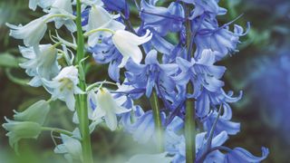 Close-up of delicate white and bluebell flowers with green stems against a blurred natural background