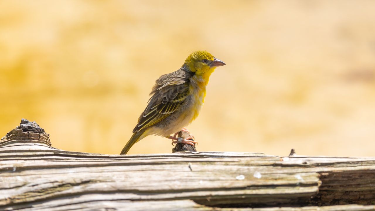 yellow bird sat on a log