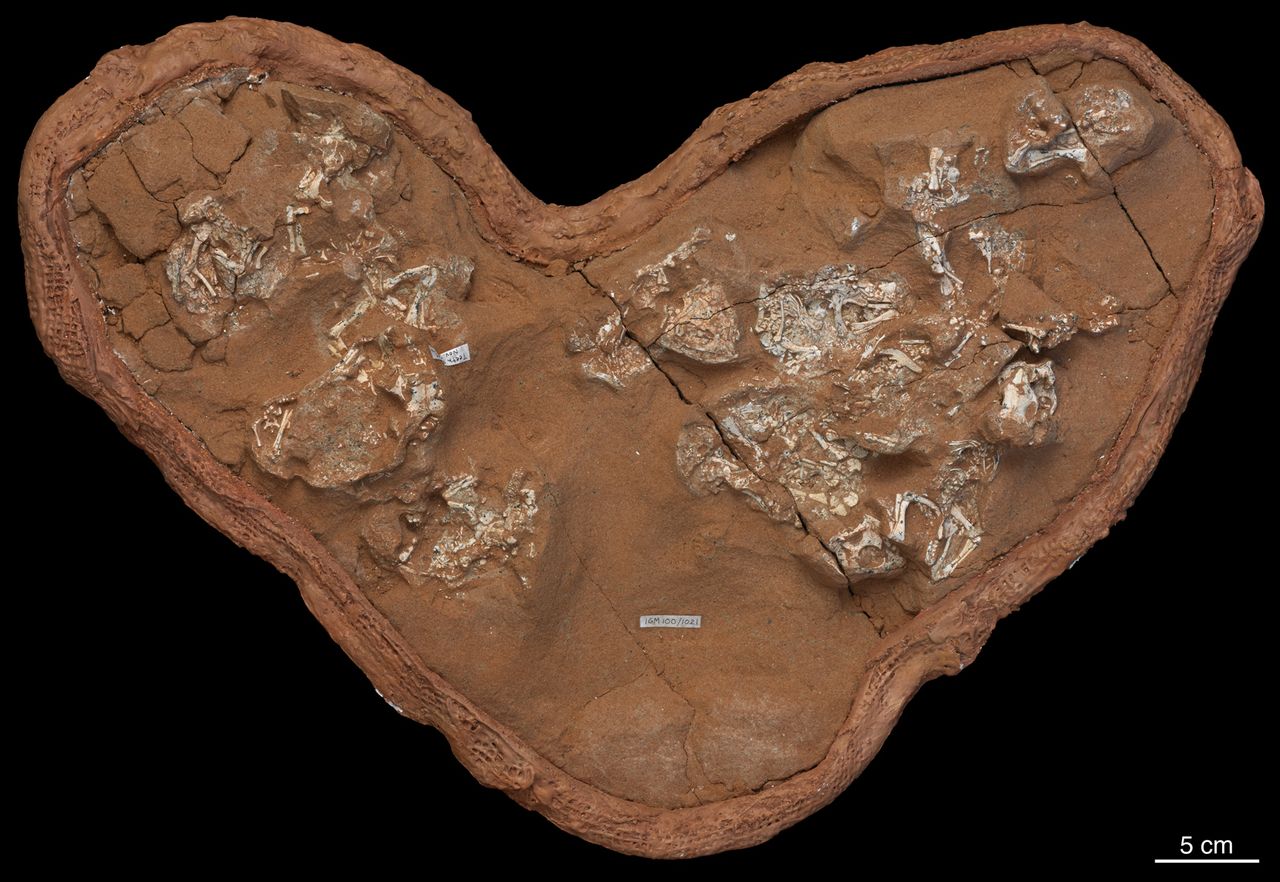 A clutch of fossilized Protoceratops eggs, which were found in the Gobi Desert of Mongolia at Ukhaa Tolgod.