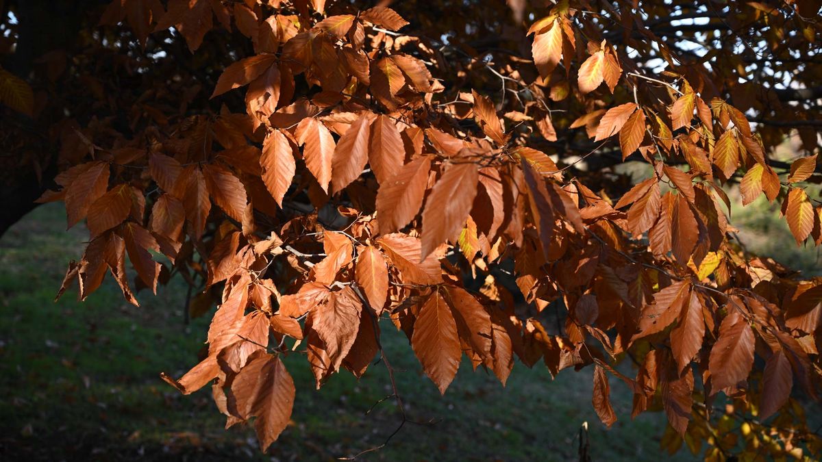 Nikon Z f sample image