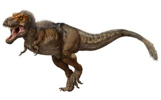 A full-grown T. rex weighed about 6 to 9 tons (5,500 to 8,000 kilograms). And yes, it was probably feathered.