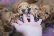 Meal time should not involve the attempted consumption of human fingers...