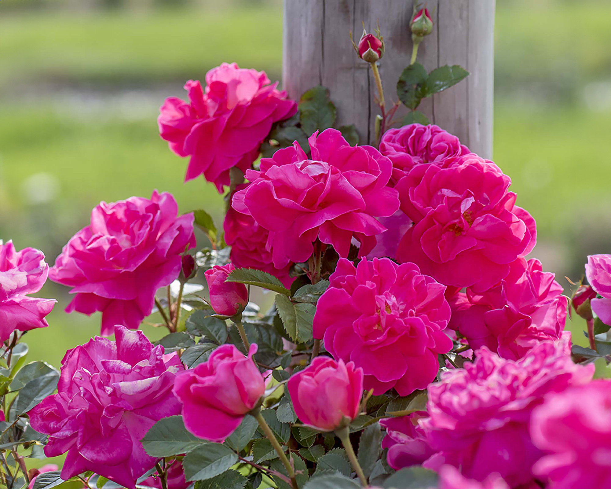 Highwire Flyer climbing rose