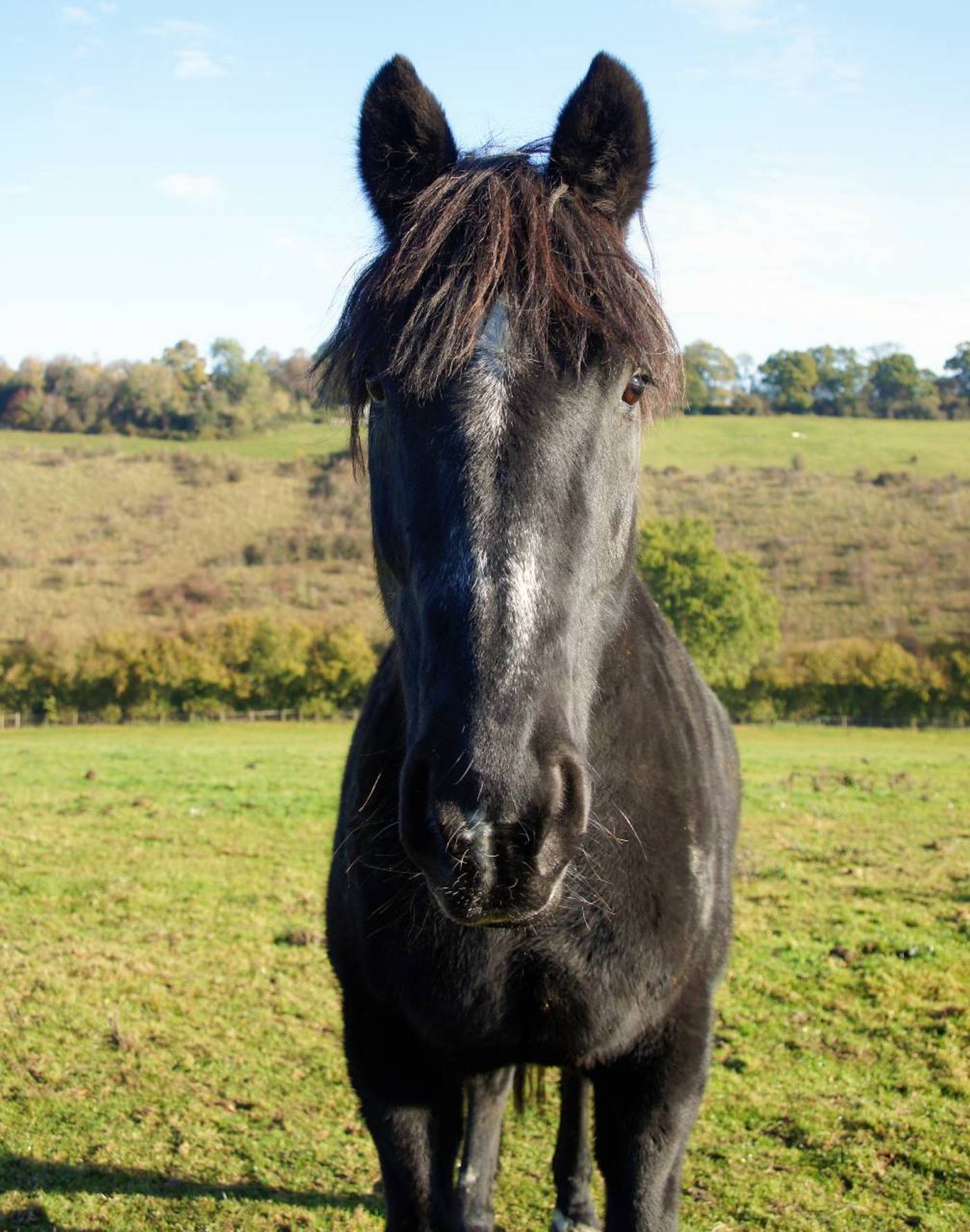 Household Cavalry