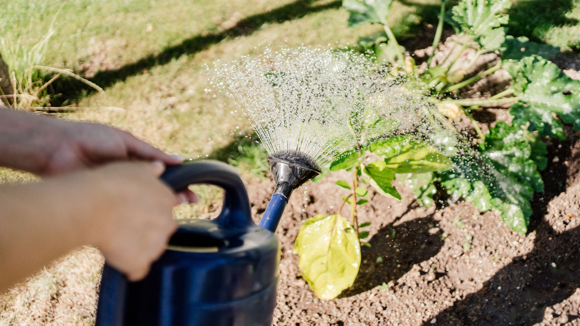 picture of person watering courgette plant with watering can
