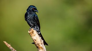 a small black bird on a branch