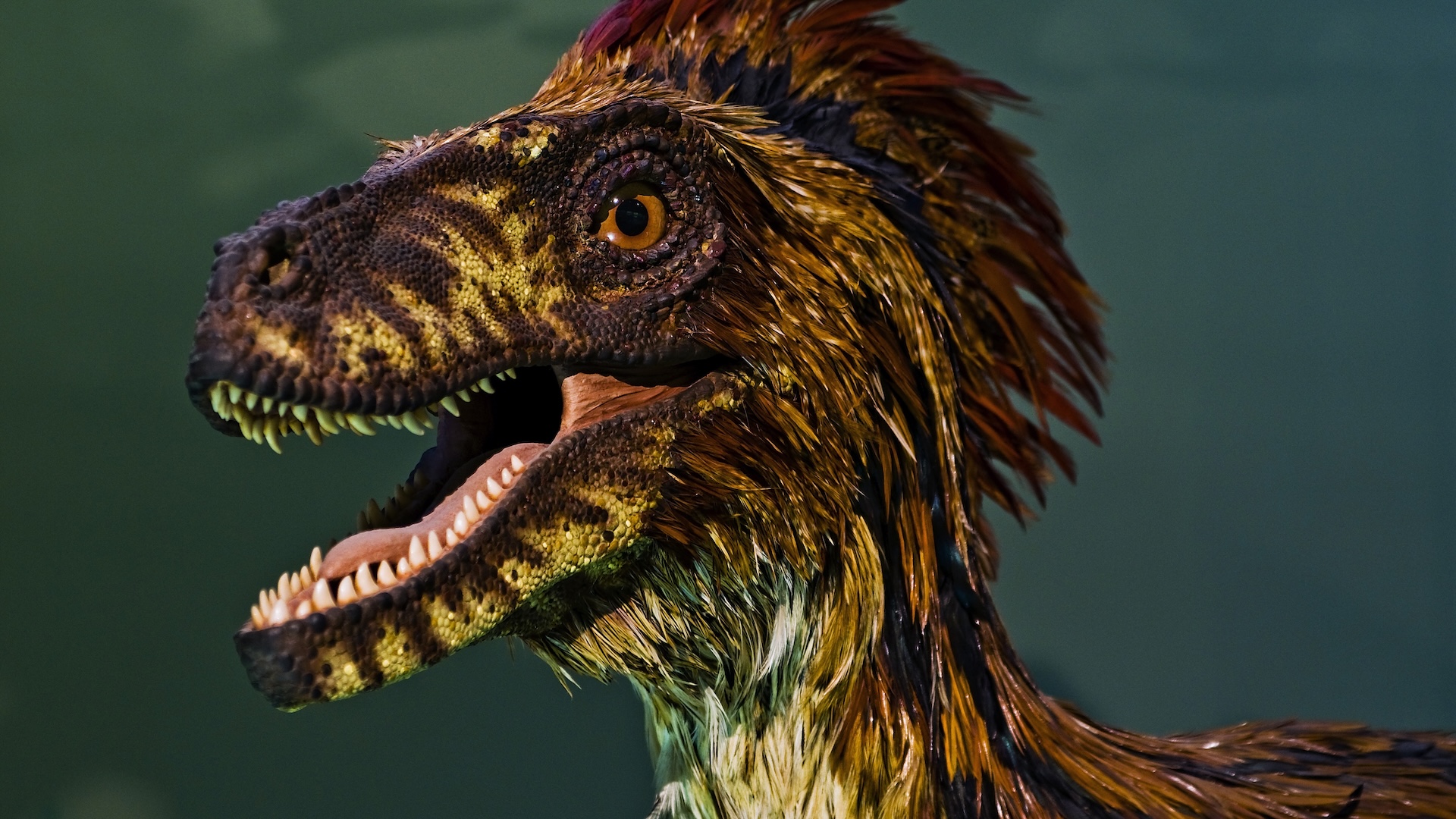 A model of a dinosaur with feathers