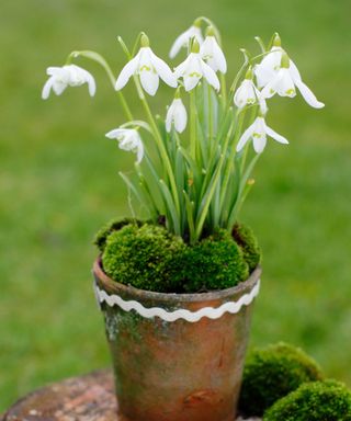potted snowdrops