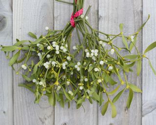 A spring of mistletoe tied with a ribbon