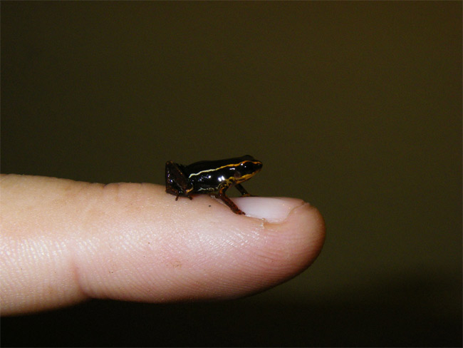 World's Smallest Frog Packs Poison Punch