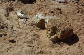 The mammoth skull found in Oklahoma held a single tooth in place.