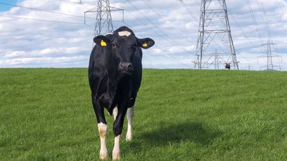 Cow in a field with electricity pylons behind