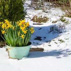 daffodils growing in a pot in the snow