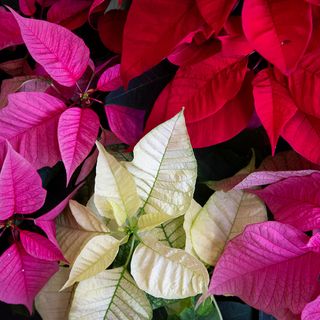 red pink and white poinsettias