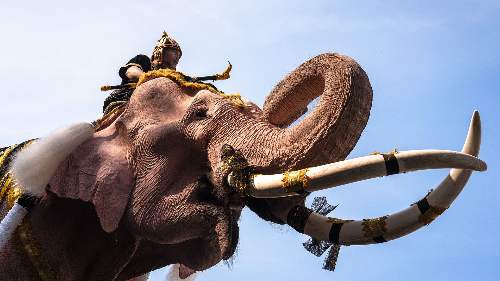 
                                A man rides on a painted elephant during a procession paying respects to former queen Sirikit in Bangkok, Thailand
                            
