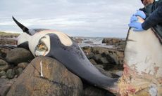 lulu-polluted-whale.jpg