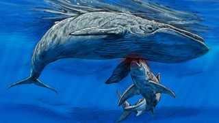 An illustration of a shark chomping down on the baleen whale's flipper.