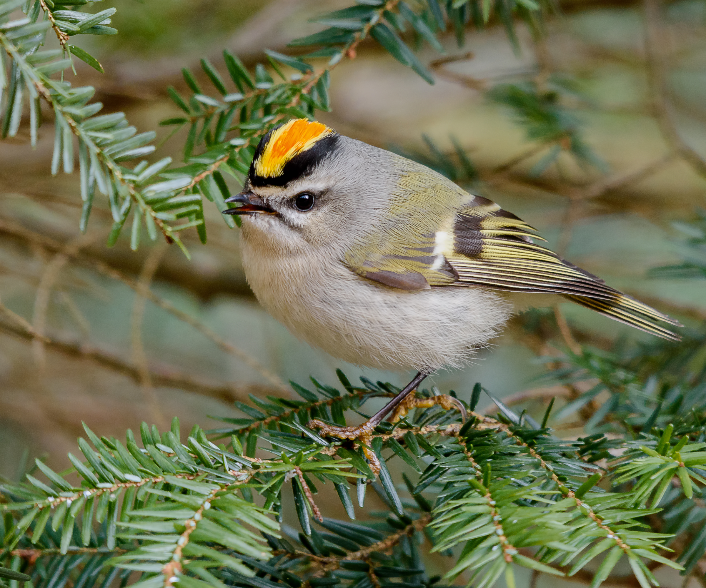 Golden crowned kinglet on a branch
