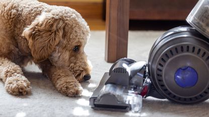 One option for the best vacuum for pet hair, a Dyson Ball Animal 2, with a goldendoodle dog