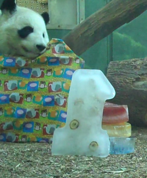 Happy Birthday to Po! Celebrated Panda Turns 1 | Live Science