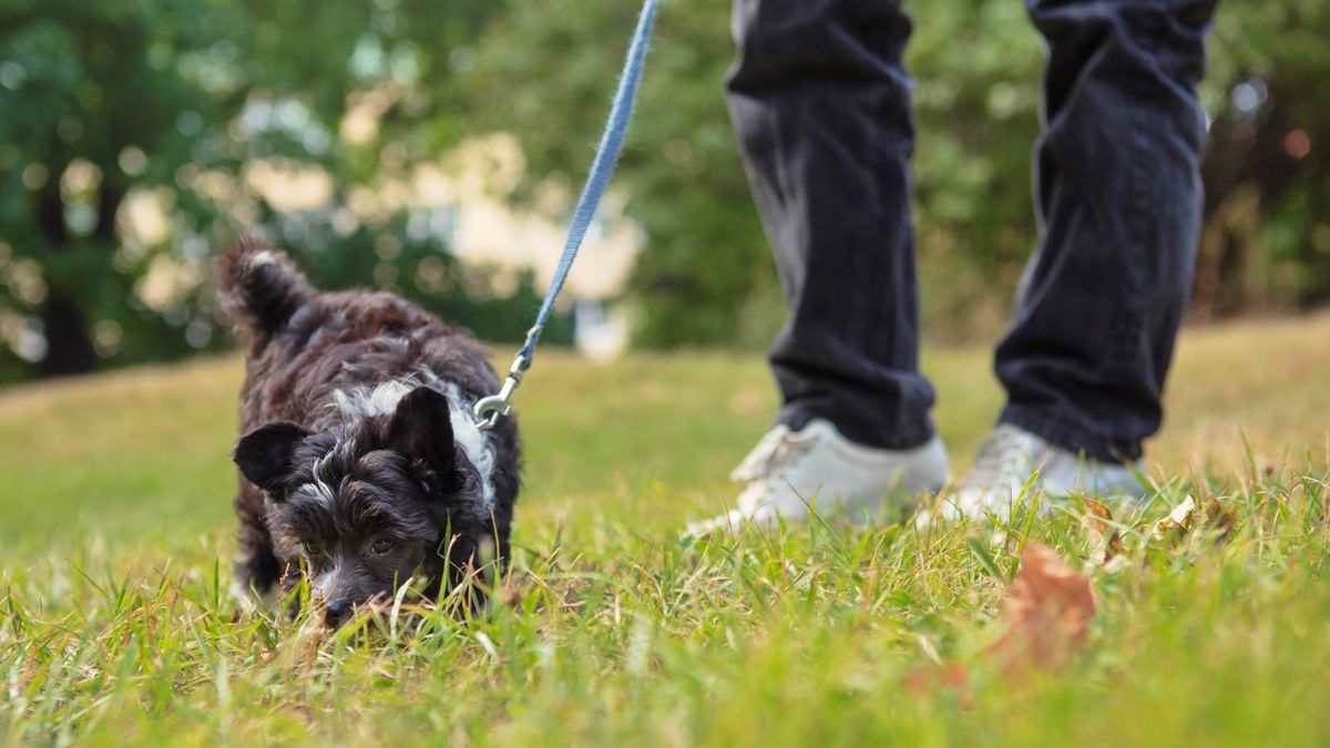 Dog on leash sniffing the grass while being taken for a walk