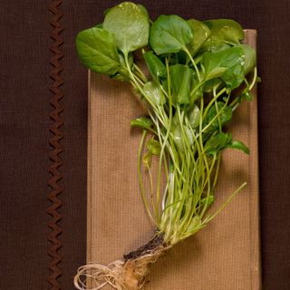 Watercress with roots