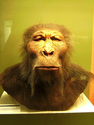 Paranthropus bosei, human ancestor, missing link,