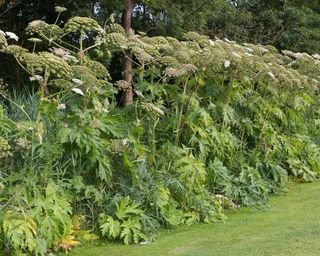 giant hogweed