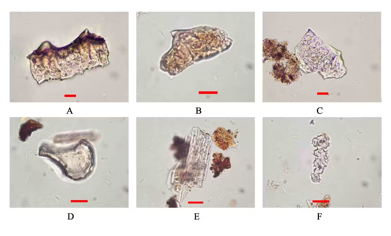 six microscope images of fragments of rice phytoliths