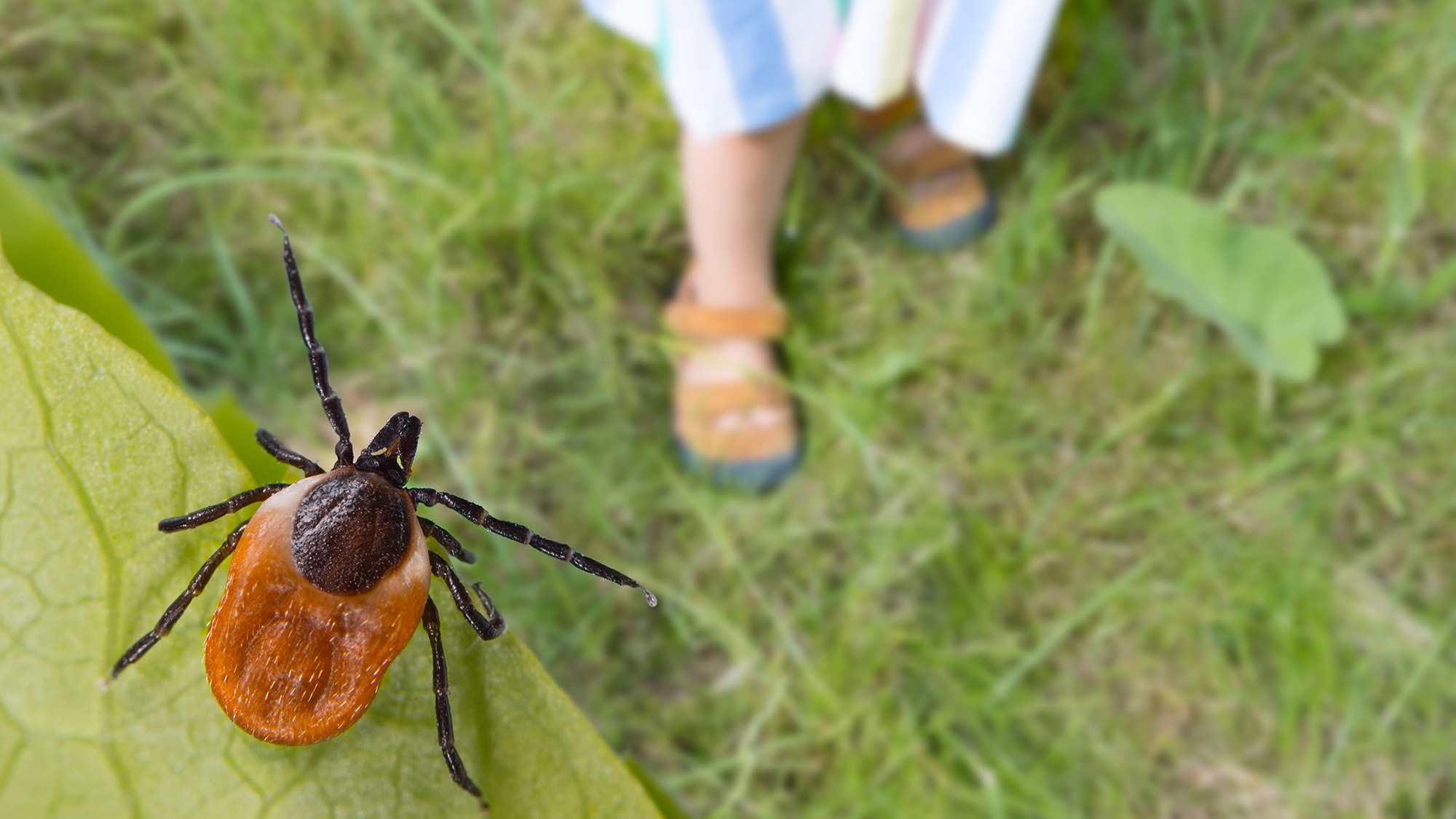 Tick on green leaf