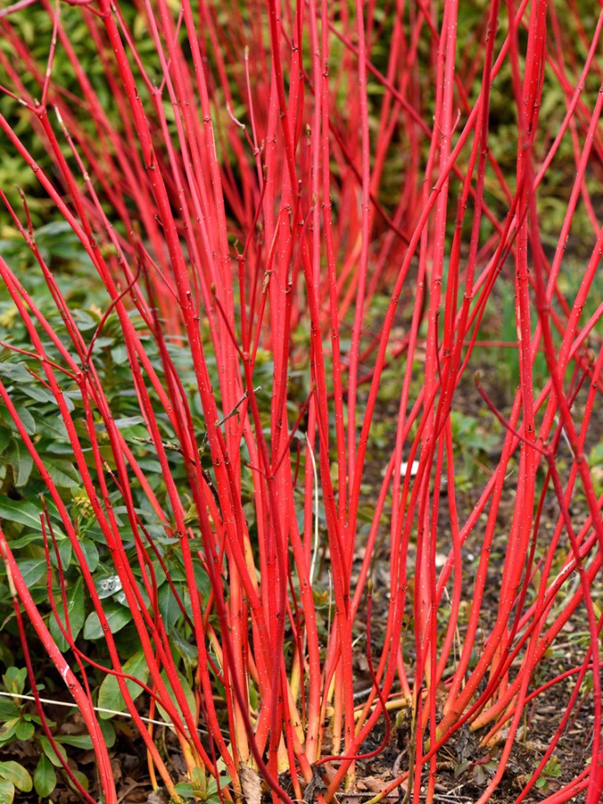 Dogwood plant on sale