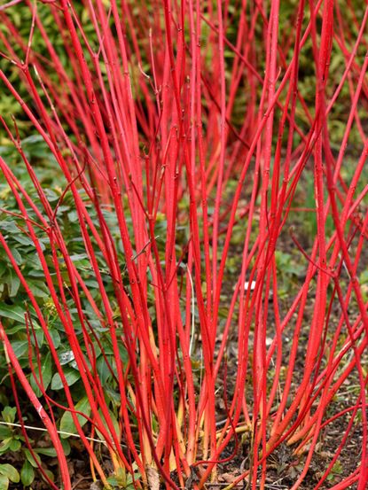 Red Shrub-Like Dogwoods