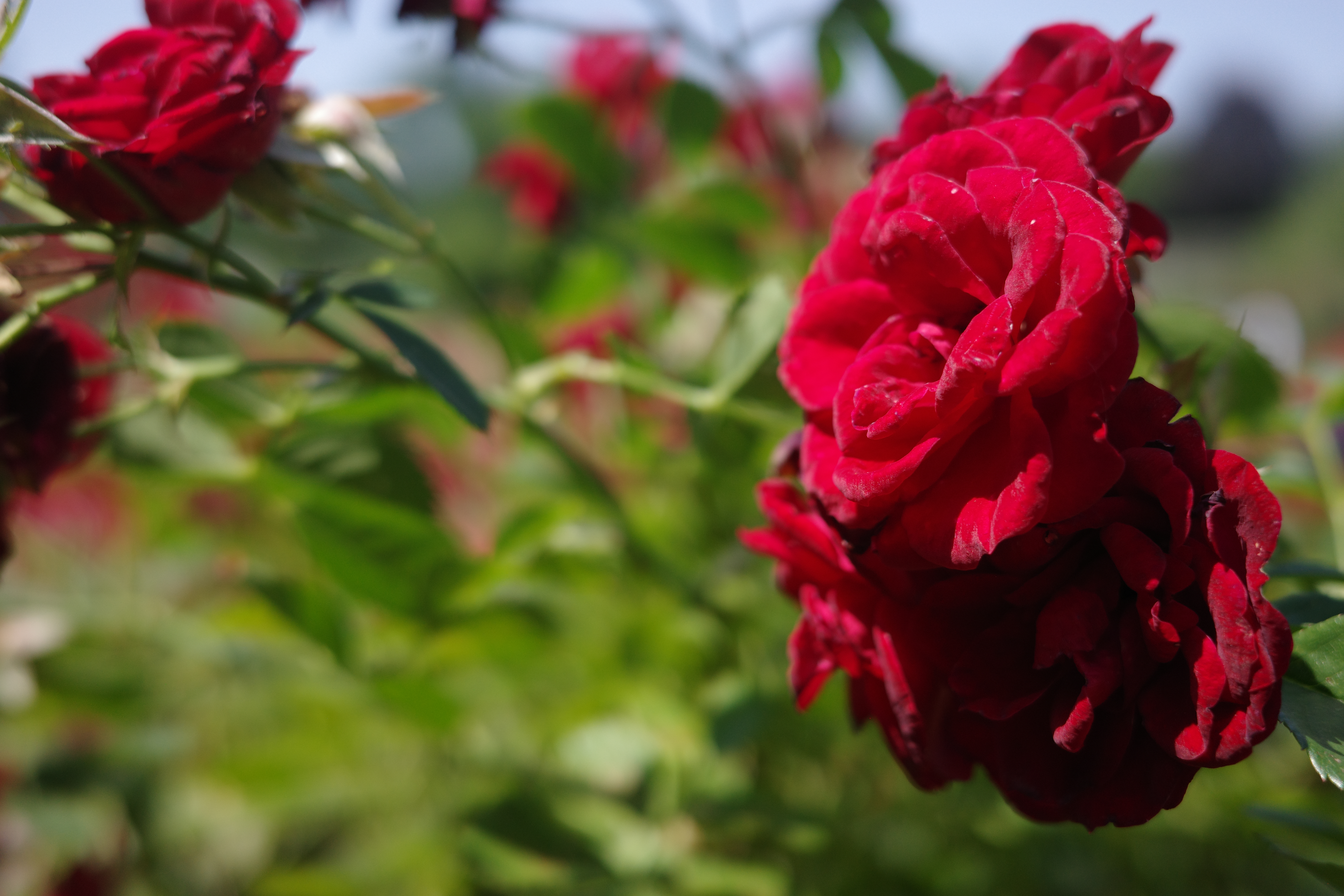 Flowers from the New York Botanical Garden