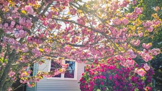 7 Shrubs and Trees You Should Never Prune in October – Or You Could Sacrifice Next Spring’s Blooms