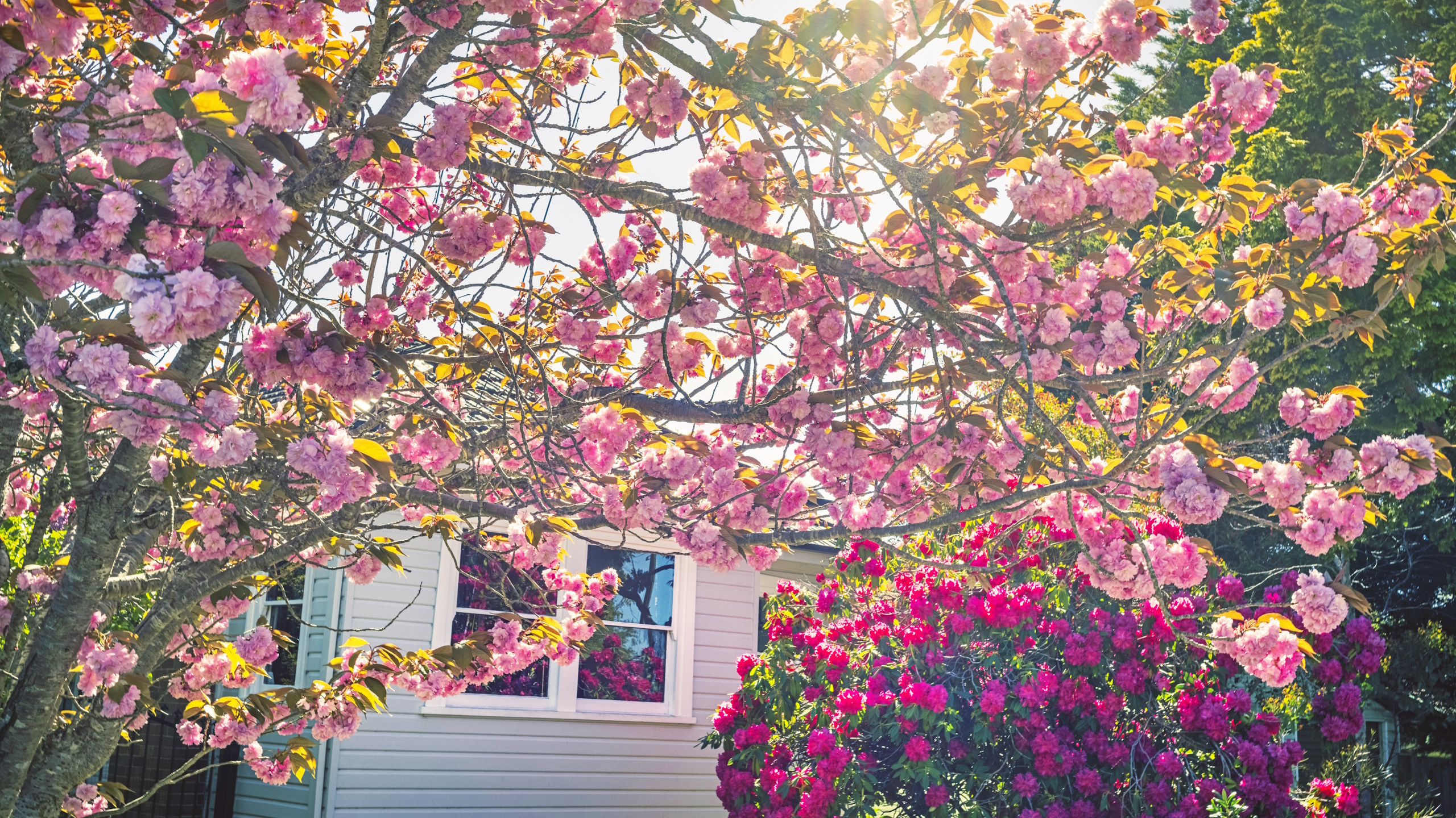 A pink flowering cherry and red flowering shrub in the spring