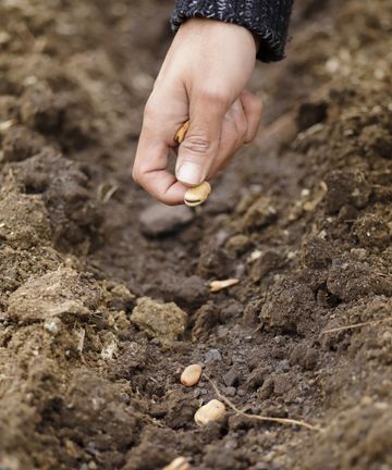 How to sow seeds outdoors: tips from an experienced gardener | Homes ...