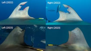 Changes in the dorsal fin from 2022 and 2023.