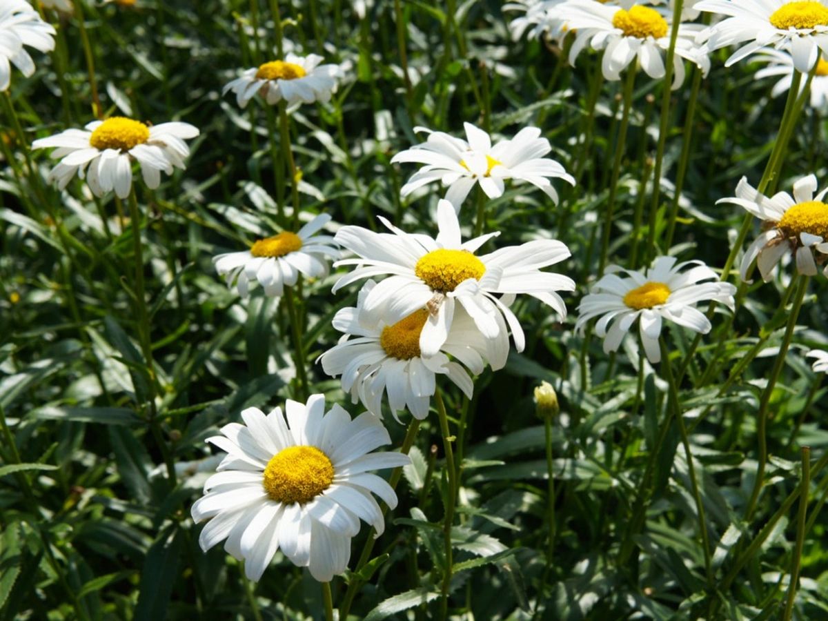 Perennial leucanthemum / RHS Gardening