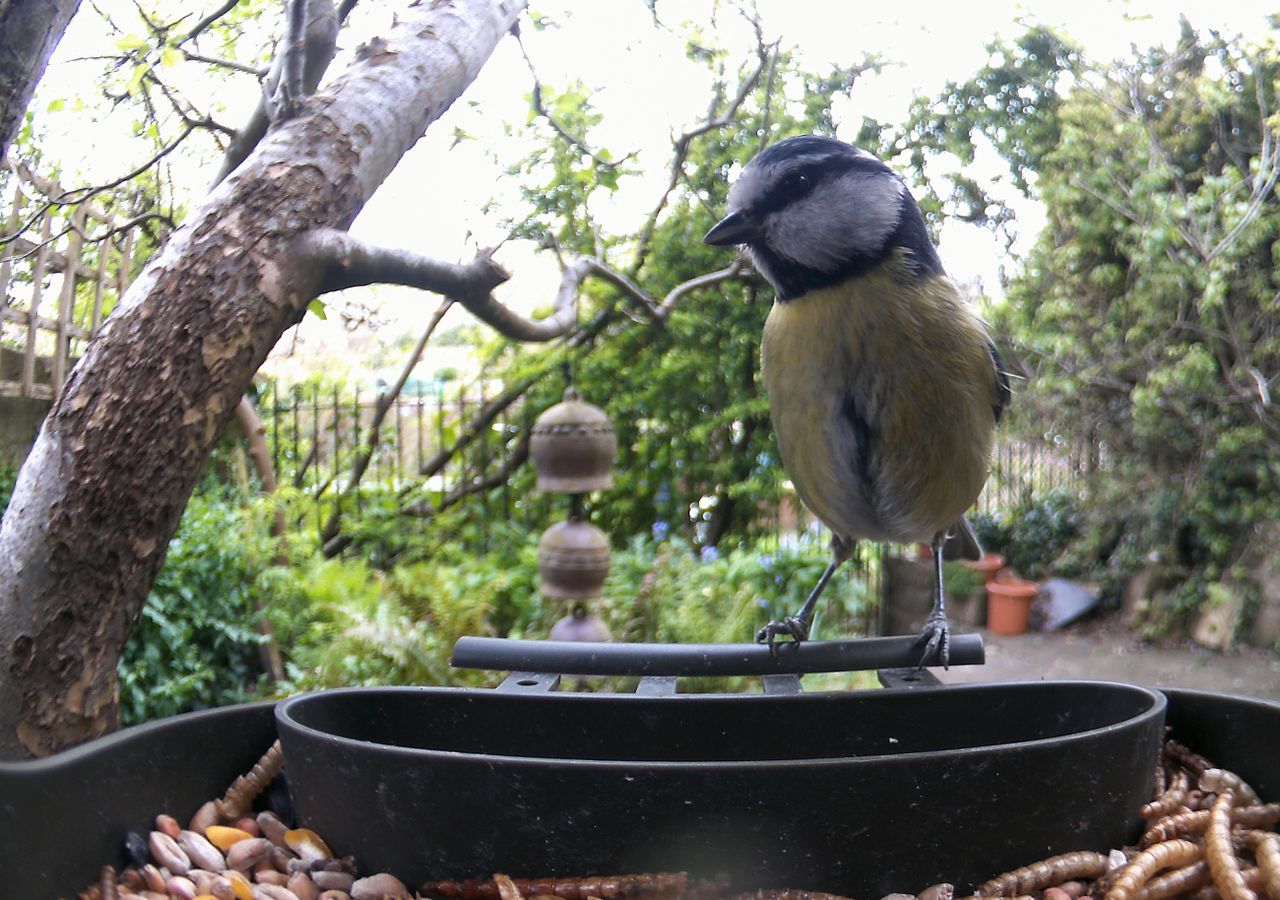 Sample photo taken with Technaxx Bird Feeder Camera