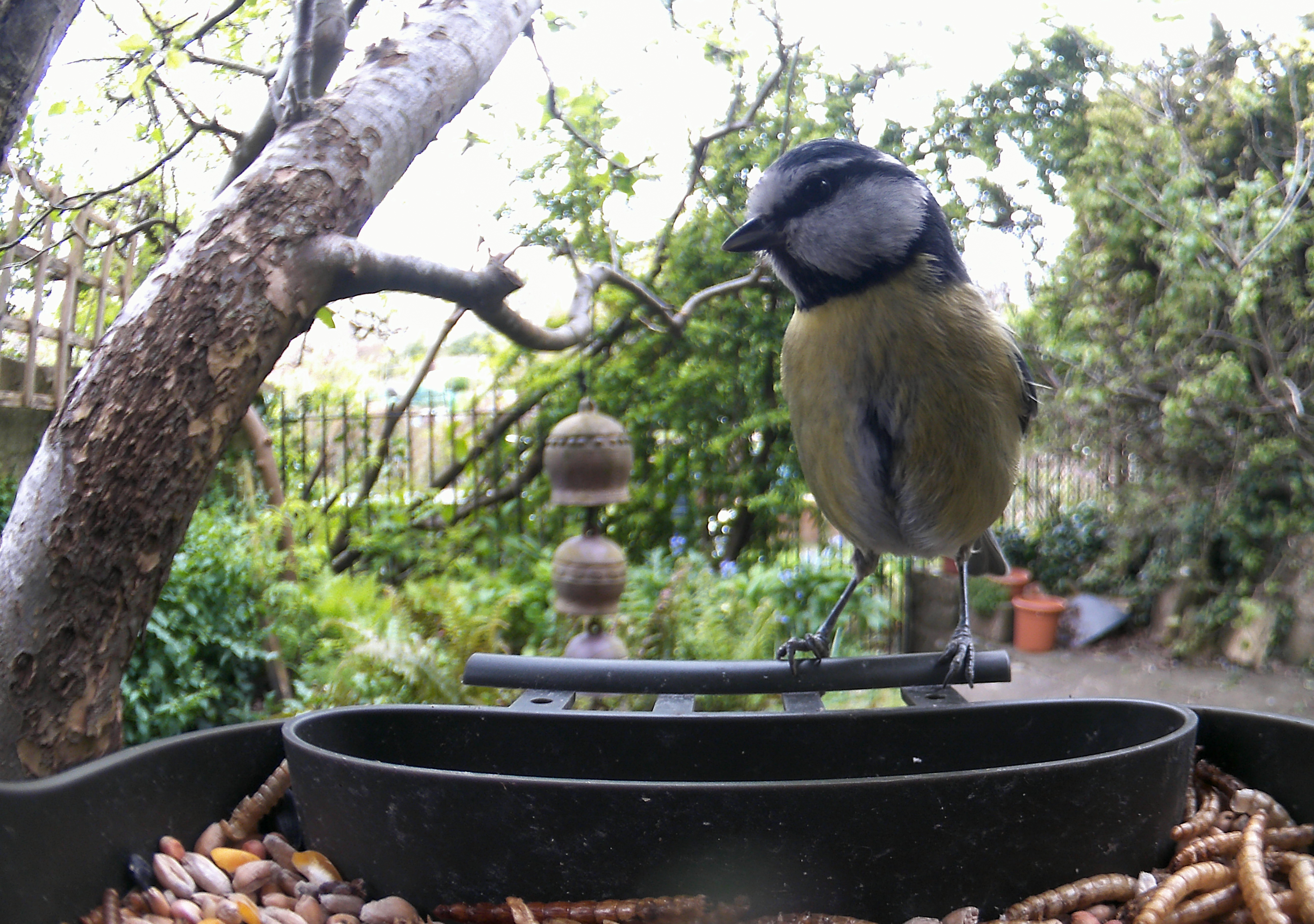 Sample photo taken with Technaxx Bird Feeder Camera