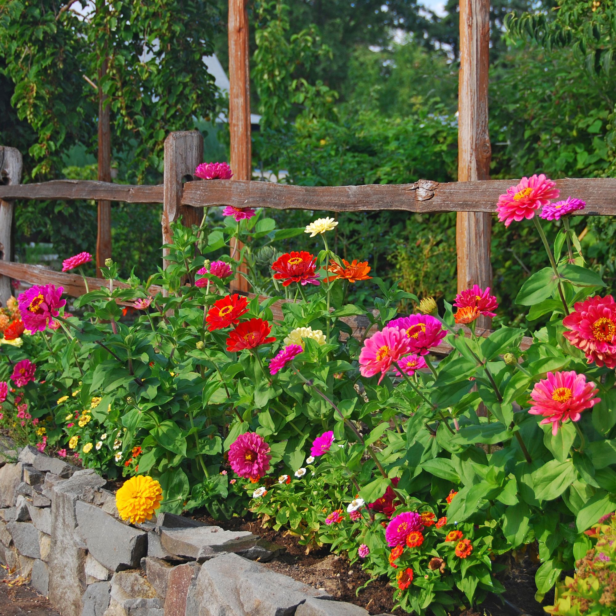 Zinnia flowers growing in raised garden border