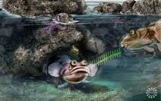 Artist's impression of singing fish