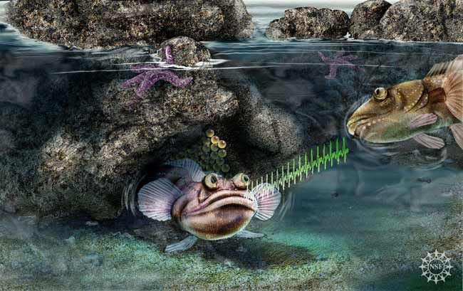 Artist&#039;s impression of singing fish