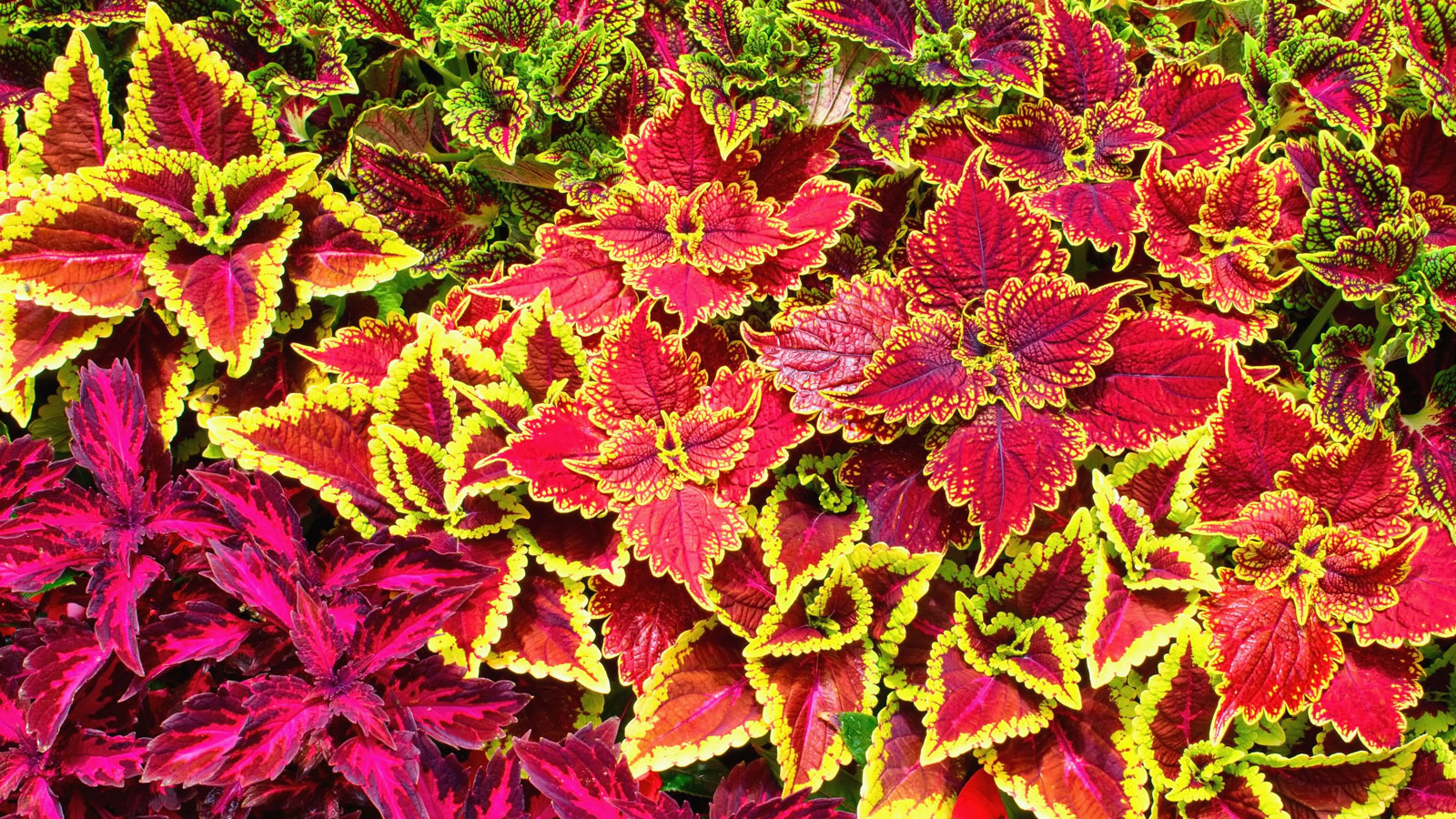 coleus plants in mixed planter display