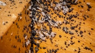 Bed bugs and eggs on a wooden surface