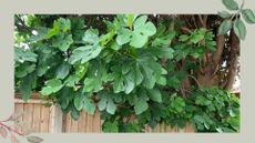 Garden fences with overgrowing trees to ask can you cut overhanging branches from a neighbour's tree