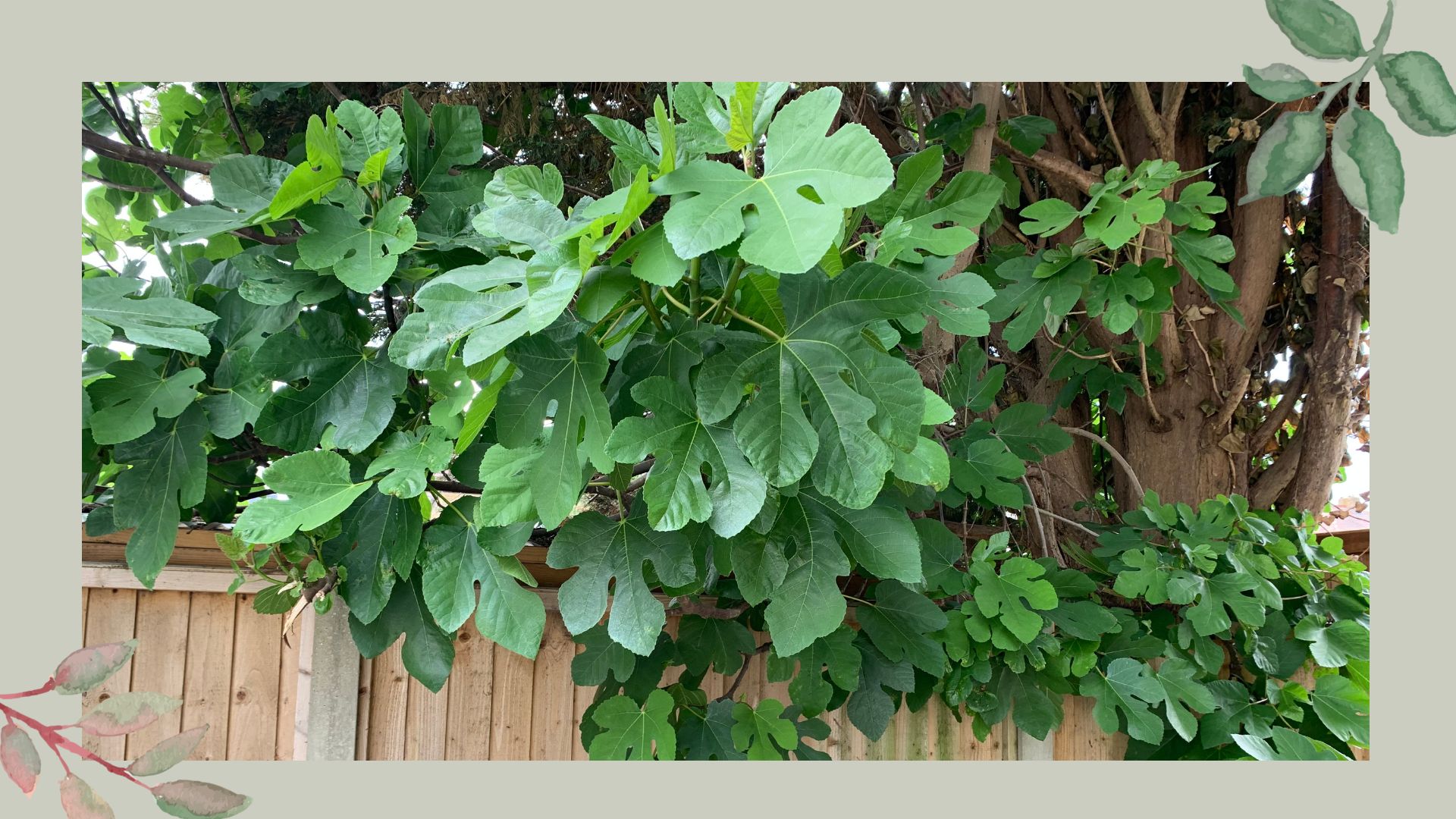 Garden fences with overgrown trees to ask can you cut overhanging branches from a neighbours tree