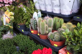 Cactus and other plants in a store