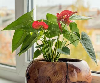 anthurium plant in wooden container