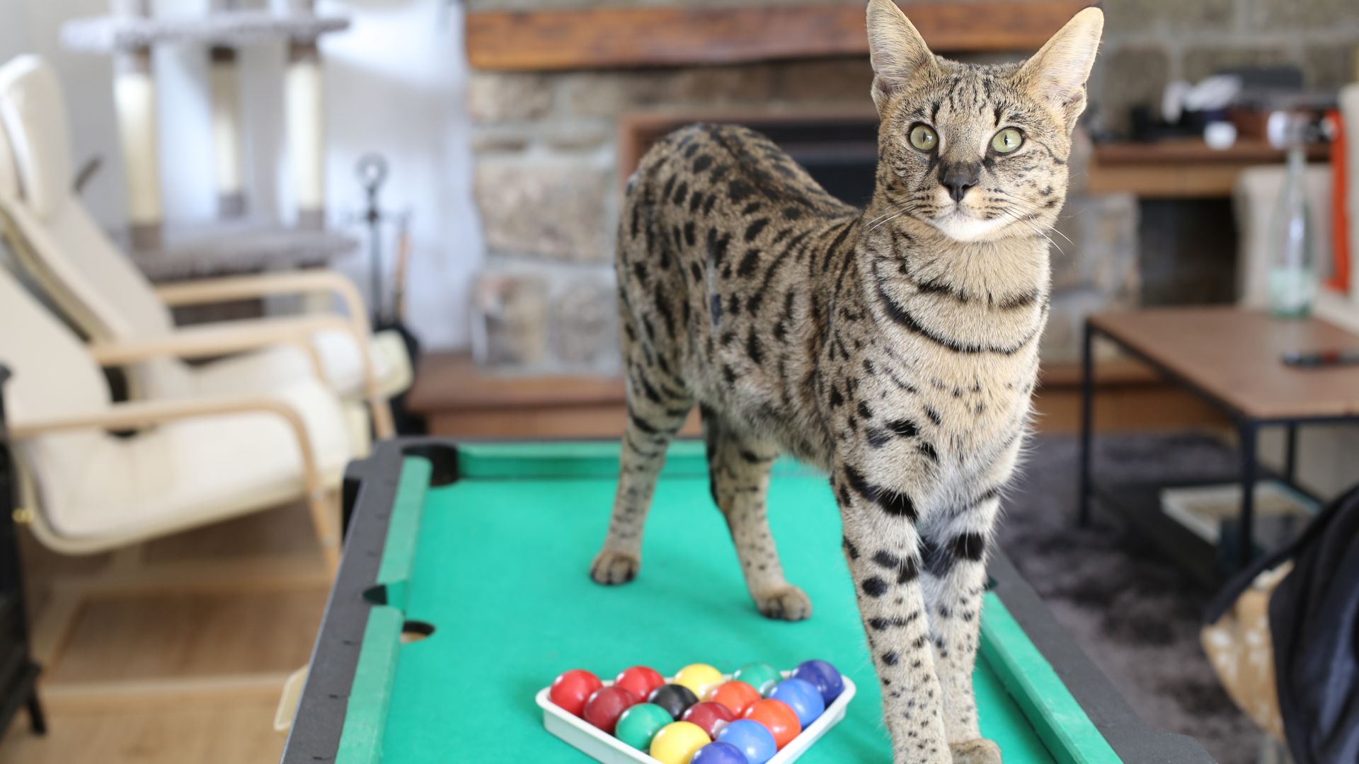 Savannah Cat standing tall on a green pool table